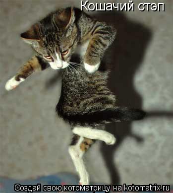 Кошачий стэп... Котоматрица: Кошачий стэп