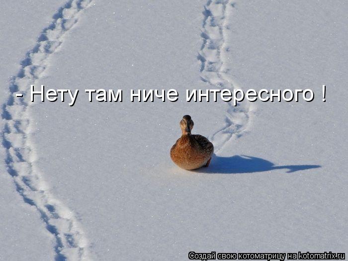 - Нету там ниче интересного !... Котоматрица: - Нету там ниче интересного !