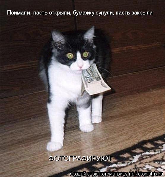 Поймали, пасть открыли, бумажку сунули, пасть закрыли ФОТОГРАФИРУЮТ... Котоматрица: Поймали, пасть открыли, бумажку сунули, пасть закрыли ФОТОГРАФИРУЮТ