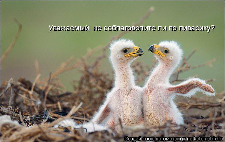 Уважаемый, не соблаговолите ли по пивасику?... Котоматрица: Уважаемый, не соблаговолите ли по пивасику?