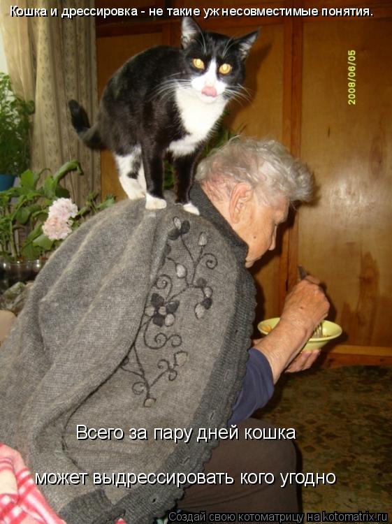 Кошка и дрессировка - не такие уж несовместимые понятия. Всего за пару дней кошка может выдрессироват... Котоматрица: Кошка и дрессировка - не такие уж несовместимые понятия. Всего за пару дней кошка может выдрессировать кого угодно