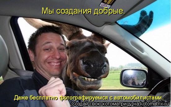 Мы создания добрые. Даже бесплатно фотографируемся с автомобилистами.... Котоматрица: Мы создания добрые. Даже бесплатно фотографируемся с автомобилистами.