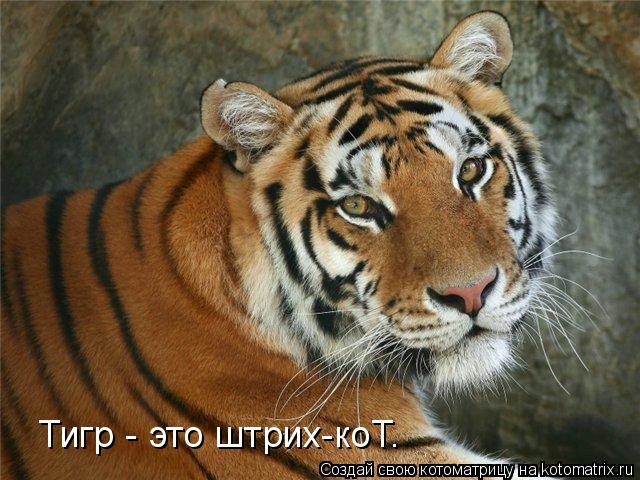 Тигр - это штрих-коТ.... Котоматрица: Тигр - это штрих-коТ.