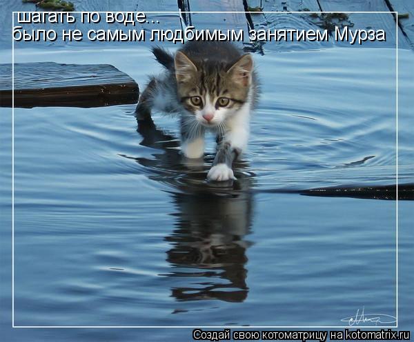 шагать по воде... было не самым людбимым занятием Мурза... Котоматрица: шагать по воде... было не самым людбимым занятием Мурза