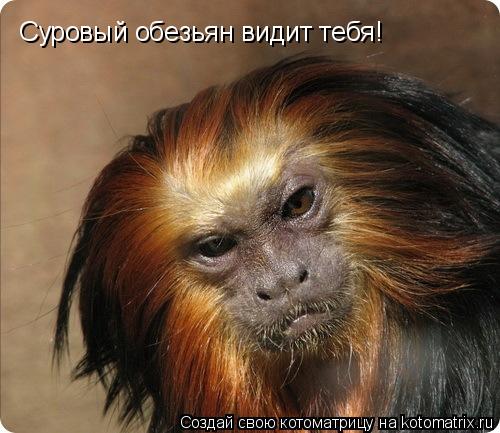 Суровый обезьян видит тебя!... Котоматрица: Суровый обезьян видит тебя!