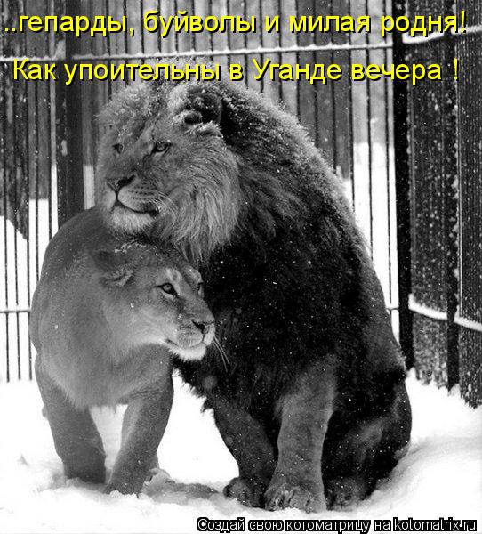 ..гепарды, буйволы и милая родня! Как упоительны в Уганде вечера !... Котоматрица: ..гепарды, буйволы и милая родня! Как упоительны в Уганде вечера !