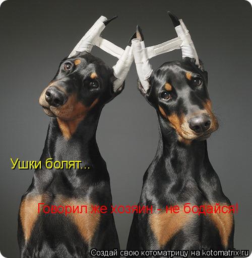 Котоматрица: Ушки болят... Говорил же хозяин - не бодайся!