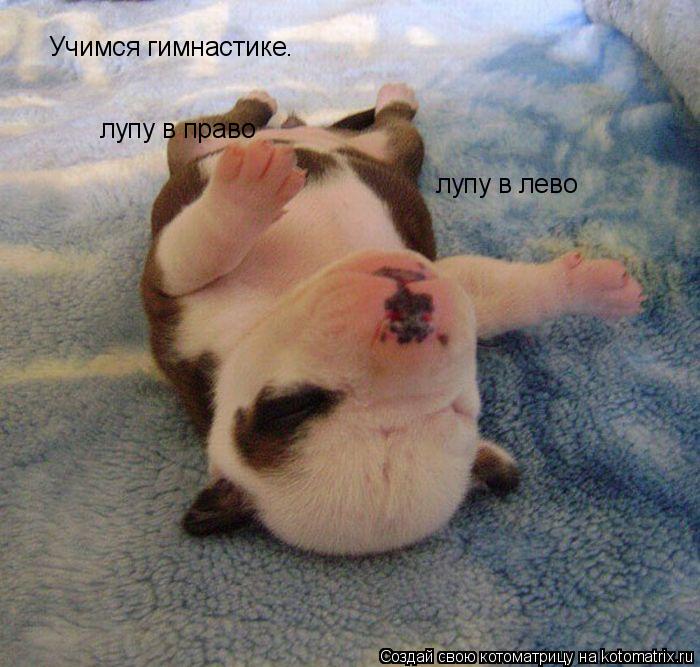 Учимся гимнастике. лупу в право лупу в право лупу в лево... Котоматрица: Учимся гимнастике. лупу в право лупу в право лупу в лево