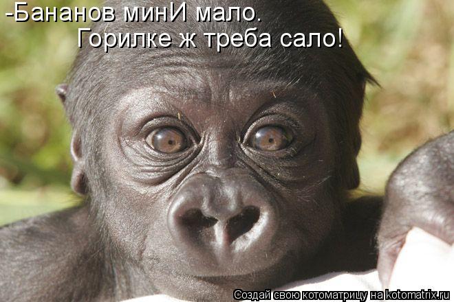 -Бананов минИ мало. Горилке ж треба сало!... Котоматрица: -Бананов минИ мало. Горилке ж треба сало!