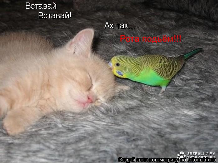 Вставай Вставай! Ах так... Рота подьём!!!... Котоматрица: Вставай Вставай! Ах так... Рота подьём!!!