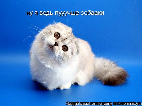 ну я ведь лууучше собааки... Котоматрица: ну я ведь лууучше собааки