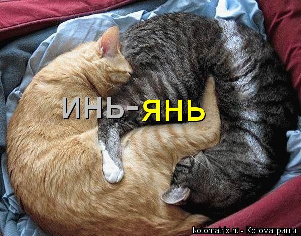 инь- янь... Котоматрица: инь- янь