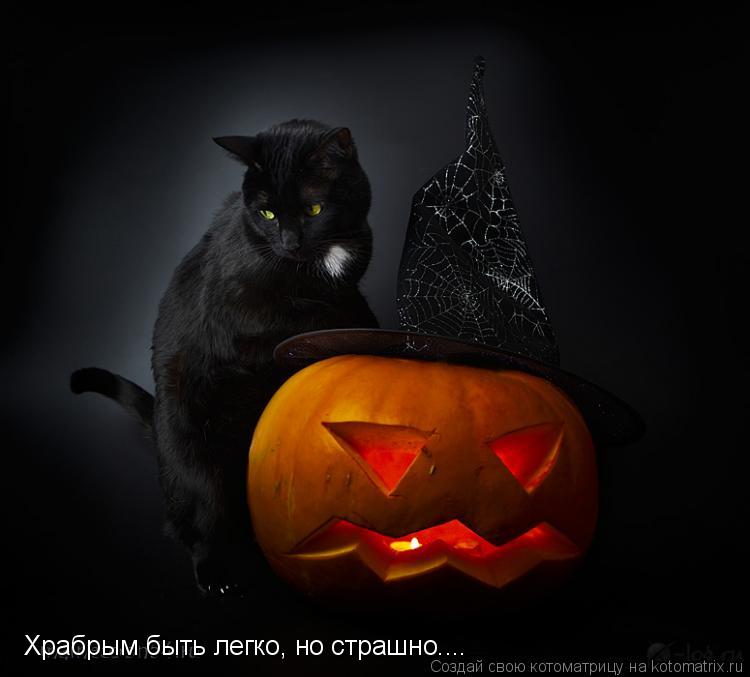 Храбрым быть легко, но страшно....... Котоматрица: Храбрым быть легко, но страшно....