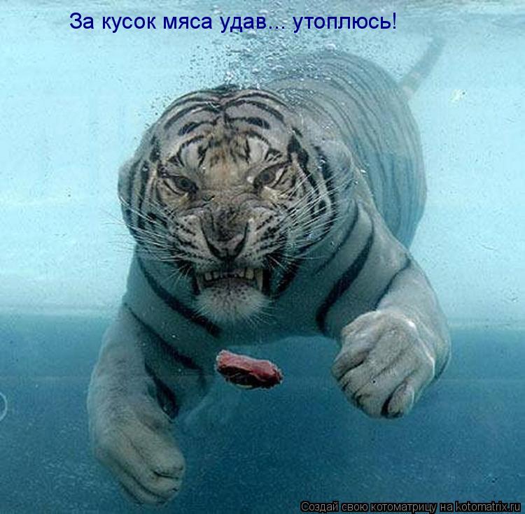 За кусок мяса удав... утоплюсь!... Котоматрица: За кусок мяса удав... утоплюсь!