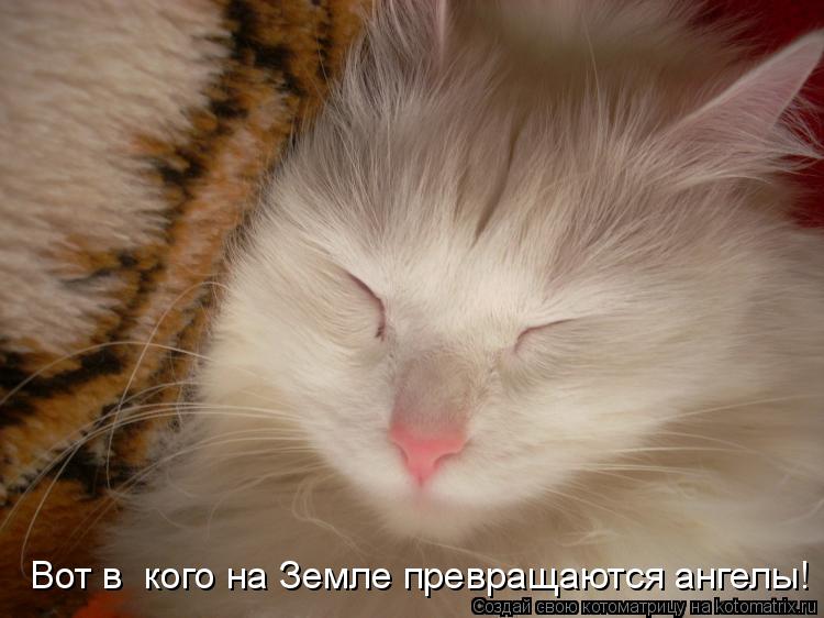 Вот в кого на Земле превращаются ангелы!... Котоматрица: Вот в кого на Земле превращаются ангелы!