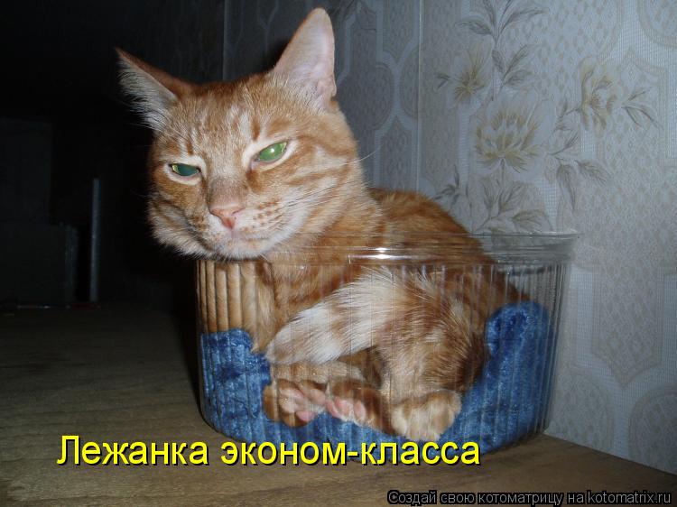 Лежанка эконом-класса... Котоматрица: Лежанка эконом-класса