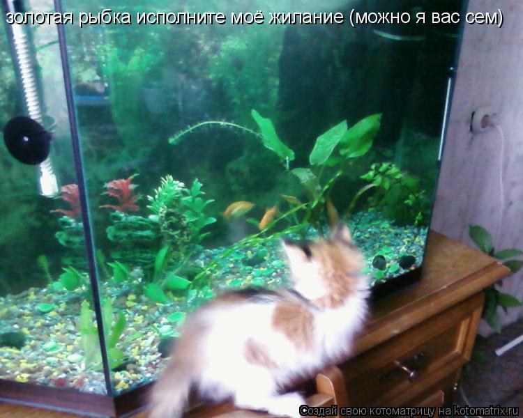 золотая рыбка исполните моё жилание (можно я вас сем) золотая рыбка исполните моё жилание (можно я ва... Котоматрица: золотая рыбка исполните моё жилание (можно я вас сем) золотая рыбка исполните моё жилание (можно я вас сем)