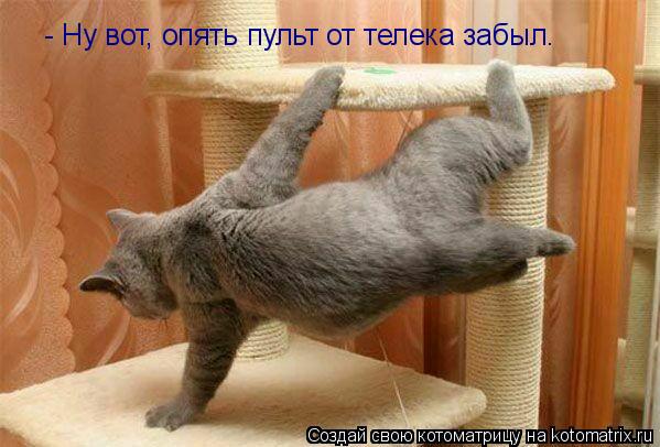 - Ну вот, опять пульт от телека забыл.... Котоматрица: - Ну вот, опять пульт от телека забыл.