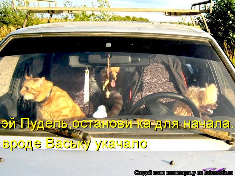 эй Пудель,останови ка для начала.. вроде Ваську укачало... Котоматрица: эй Пудель,останови ка для начала.. вроде Ваську укачало
