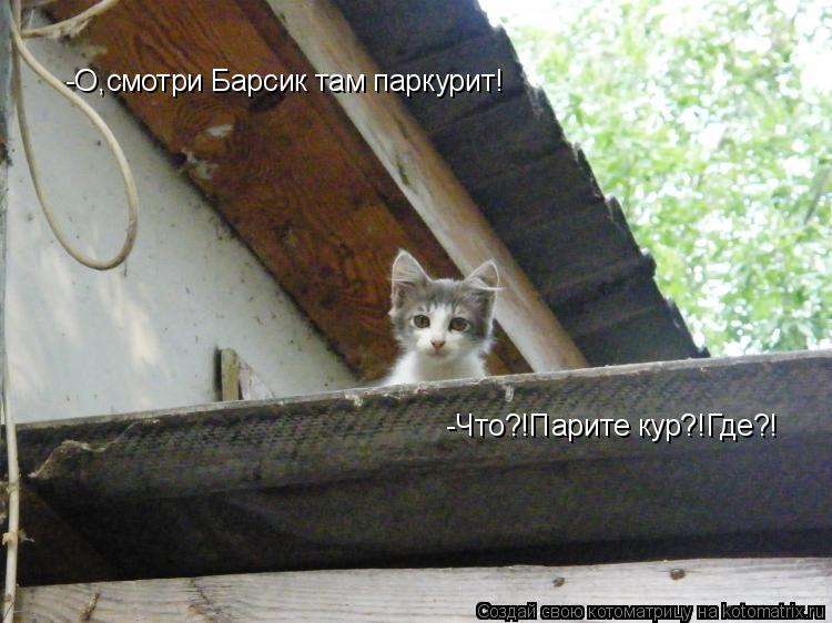 -О,смотри Барсик там паркурит! -Что?!Парите кур?!Где?!... Котоматрица: -О,смотри Барсик там паркурит! -Что?!Парите кур?!Где?!