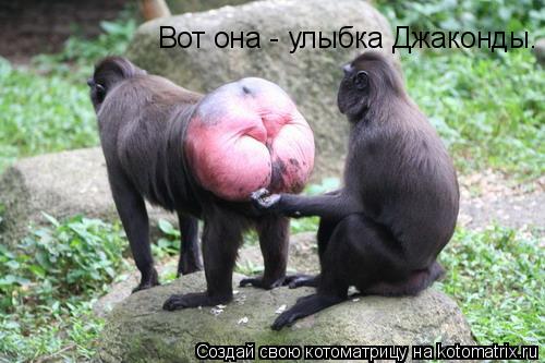 Вот она - улыбка Джаконды.... Котоматрица: Вот она - улыбка Джаконды.