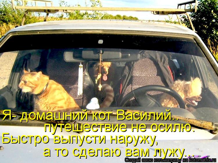 Я- домашний кот Василий.. путешествие не осилю. Быстро выпусти наружу, а то сделаю вам лужу...... Котоматрица: Я- домашний кот Василий.. путешествие не осилю. Быстро выпусти наружу, а то сделаю вам лужу...