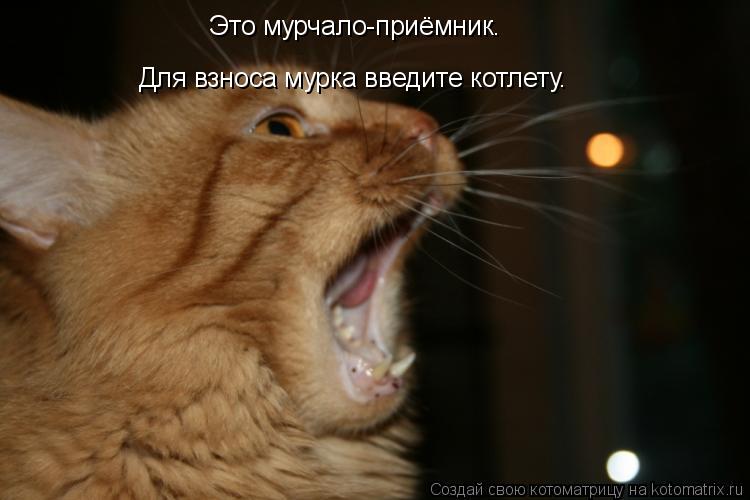 Это мурчало-приёмник. Для взноса мурка введите котлету.... Котоматрица: Это мурчало-приёмник. Для взноса мурка введите котлету.