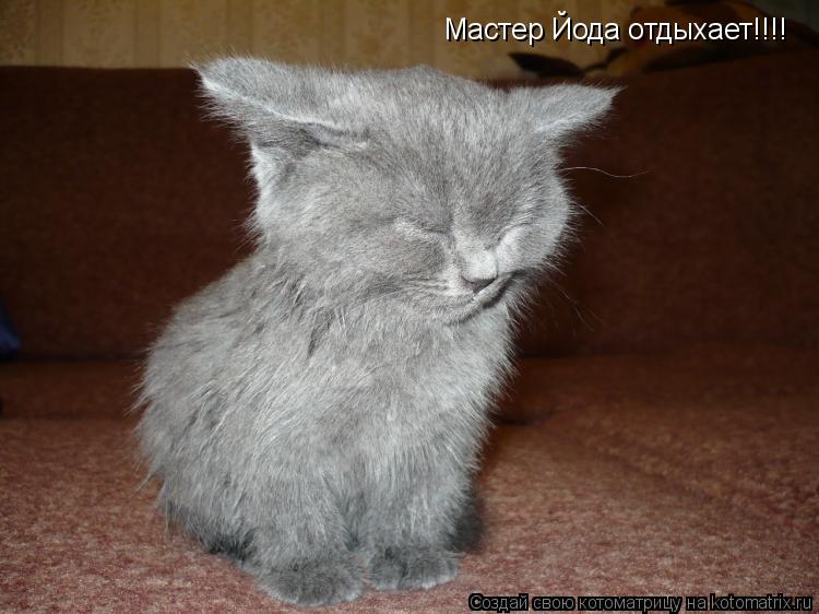 Мастер Йода отдыхает!!!!... Котоматрица: Мастер Йода отдыхает!!!!