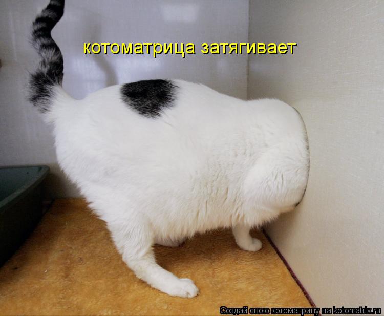 котоматрица затягивает... Котоматрица: котоматрица затягивает