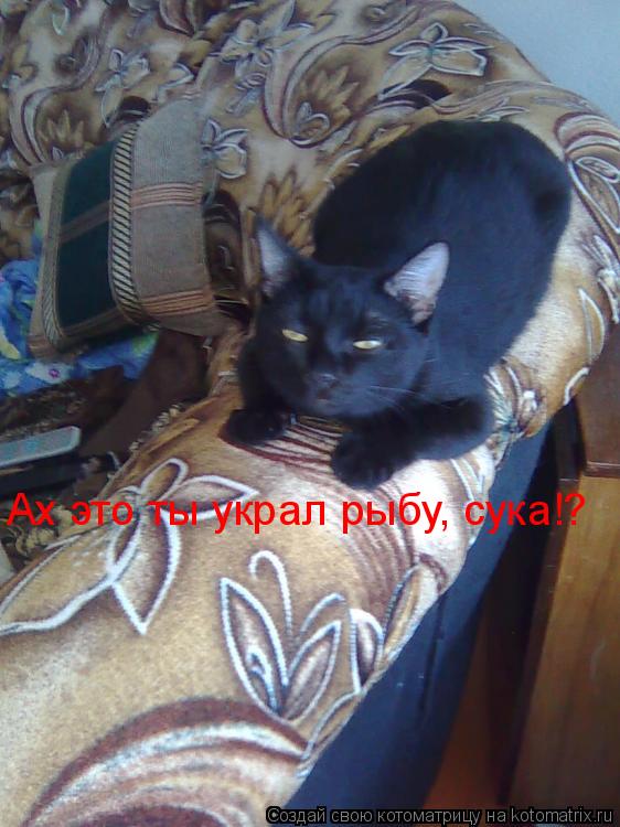 Ах это ты украл рыбу, сука!?... Котоматрица: Ах это ты украл рыбу, сука!?