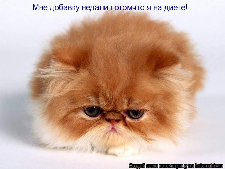 Мне добавку недали потомчто я на диете!... Котоматрица: Мне добавку недали потомчто я на диете!