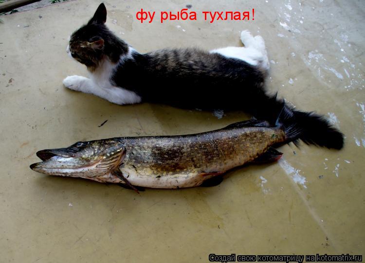 фу рыба тухлая!... Котоматрица: фу рыба тухлая!