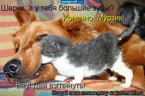 Шарик, а у тебя большие зубы? Конечно, Мурзик! Вау! Дай взглянуть!... Котоматрица: Шарик, а у тебя большие зубы? Конечно, Мурзик! Вау! Дай взглянуть!