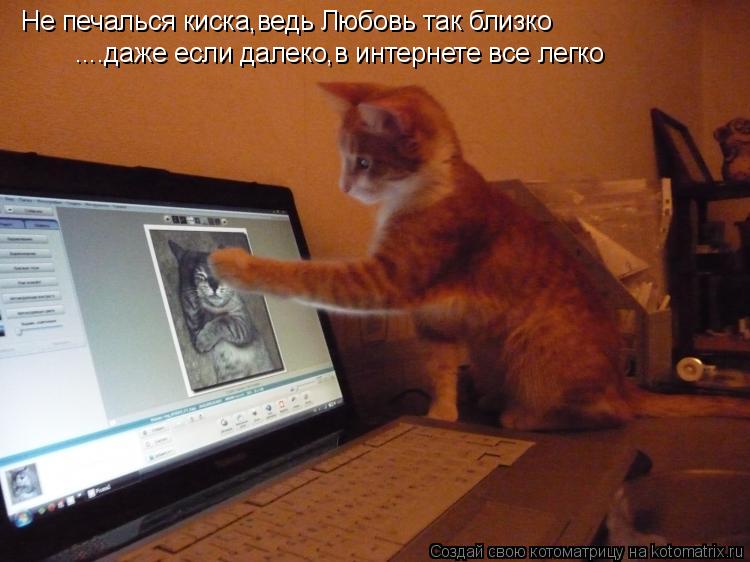 Не печалься киска,ведь Любовь так близко ....даже если далеко,в интернете все легко... Котоматрица: Не печалься киска,ведь Любовь так близко ....даже если далеко,в интернете все легко