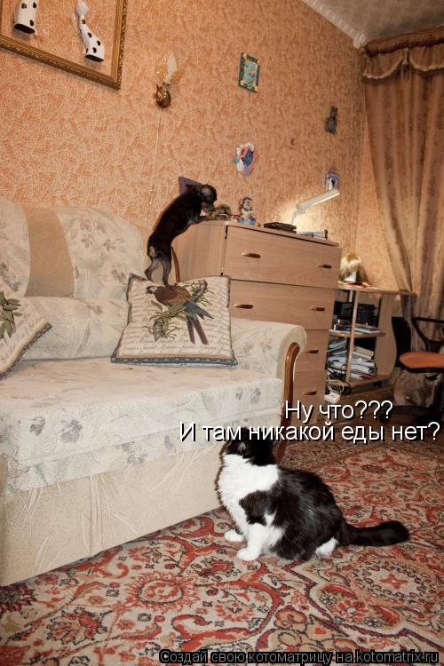 Ну что??? И там никакой еды нет?... Котоматрица: Ну что??? И там никакой еды нет?