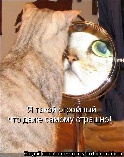 Я такой огромный, что даже самому страшно!... Котоматрица: Я такой огромный, что даже самому страшно!