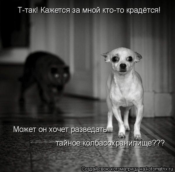 Т-так! Кажется за мной кто-то крадётся! Может он хочет разведать тайное колбасохранилище???... Котоматрица: Т-так! Кажется за мной кто-то крадётся! Может он хочет разведать тайное колбасохранилище???