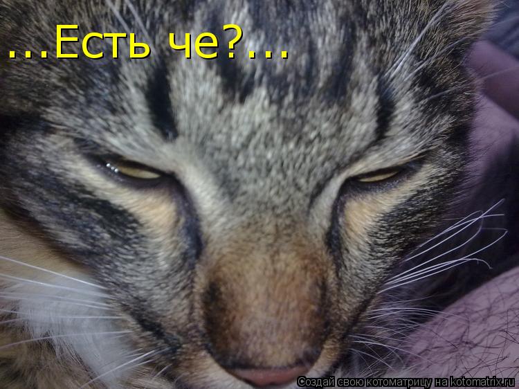 ...Есть че?...... Котоматрица: ...Есть че?...