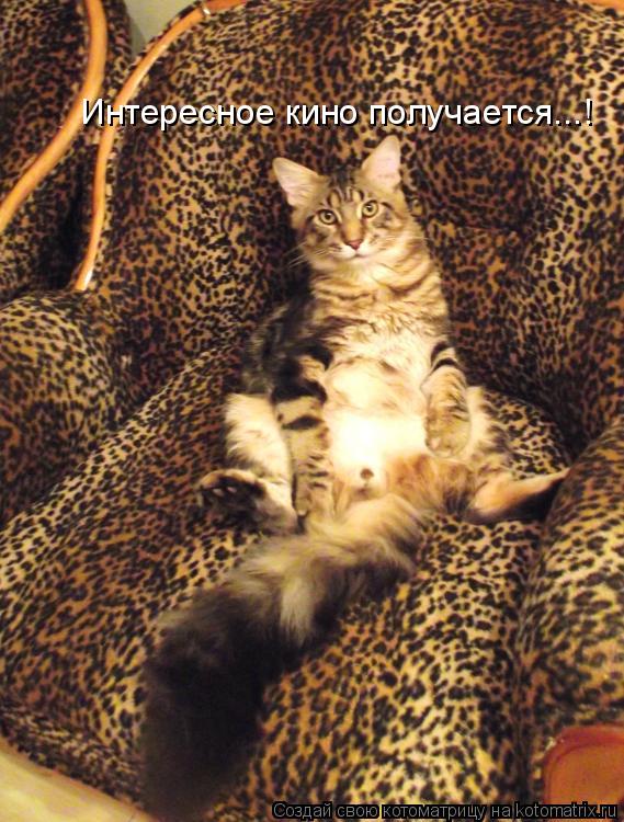 Интересное кино получается...!... Котоматрица: Интересное кино получается...!