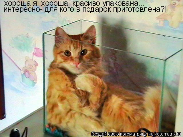 хороша я, хороша, красиво упакована... интересно- для кого в подарок приготовлена?!... Котоматрица: хороша я, хороша, красиво упакована... интересно- для кого в подарок приготовлена?!