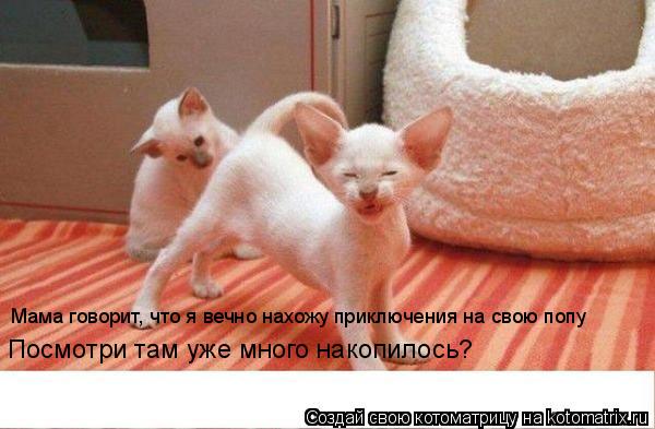 Котоматрица: Посмотри там уже много накопилось? Мама говорит, что я вечно нахожу приключения на свою попу