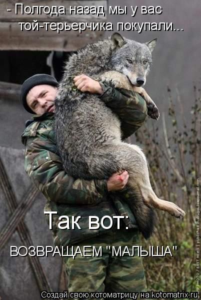 - Полгода назад мы у вас той-терьерчика покупали... Так вот: ВОЗВРАЩАЕМ "МАЛЫША"... Котоматрица: - Полгода назад мы у вас той-терьерчика покупали... Так вот: ВОЗВРАЩАЕМ "МАЛЫША"