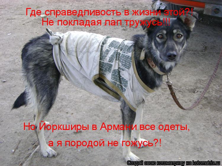 Котоматрица: Где справедливость в жизни этой?! Не покладая лап тружусь!!! Но Йоркширы в Армани все одеты, а я породой не гожусь?!