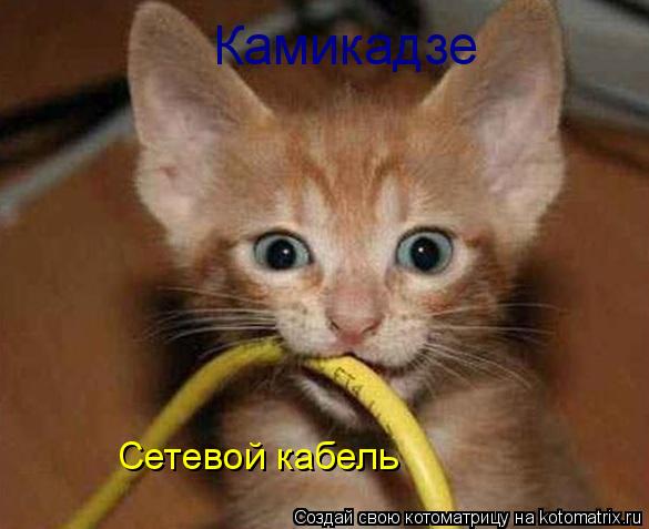 Котоматрица: Камикадзе Сетевой кабель