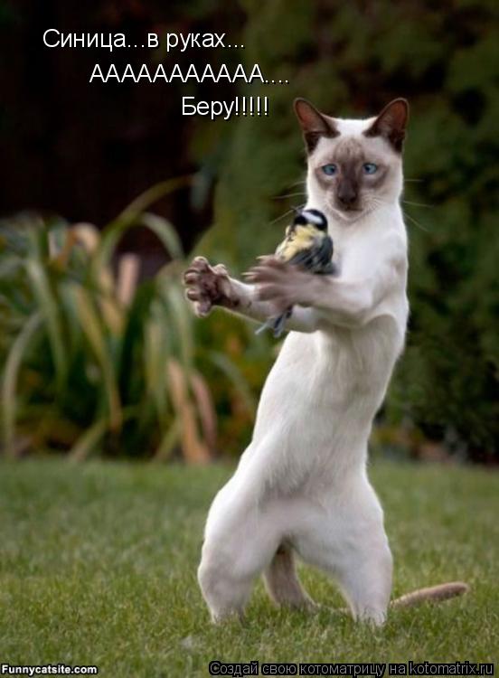 Котоматрица: Синица...в руках... ААААААААААА.... Беру!!!!!