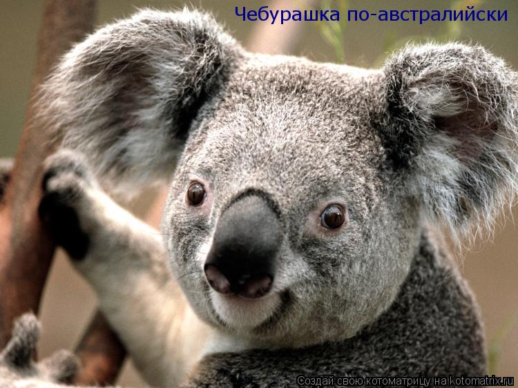 Котоматрица: Чебурашка по-австралийски