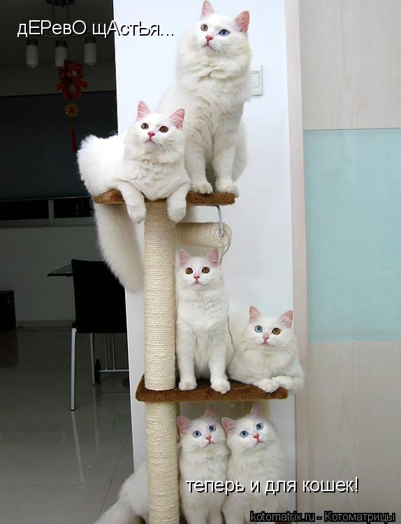Котоматрица: дЕРевО щАстЬя... теперь и для кошек!