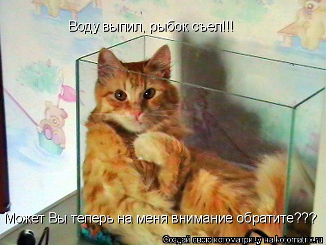 Котоматрица: Воду выпил, рыбок съел!!! Может Вы теперь на меня внимание обратите???