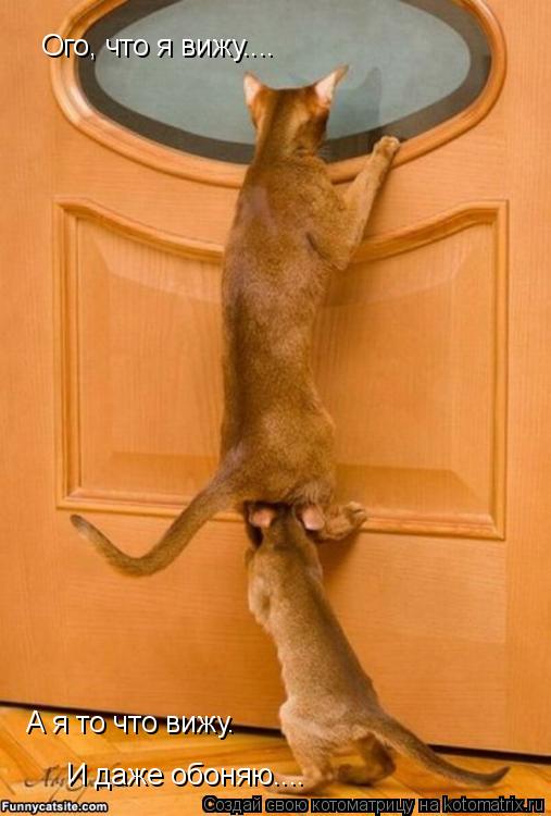 Котоматрица: Ого, что я вижу.... А я то что вижу.  И даже обоняю....