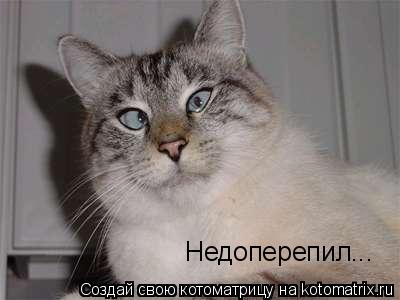 Котоматрица: Недоперепил...